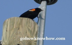 a red-winged blackbird, is quiet for a moment